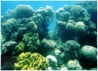 Die Hauptattraktion aber war ein  knstlich angelegte Korallenriff, wo man das Leben unter Wasser von einem in die Tiefe reichenden Turm aus betrachten kann: 6 m  unter der Wasseroberflche. 