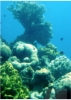 Die Hauptattraktion aber war ein  knstlich angelegte Korallenriff, wo man das Leben unter Wasser von einem in die Tiefe reichenden Turm aus betrachten kann: 6 m  unter der Wasseroberflche. 