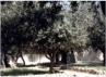 Am Fue des lberges befindet sich der Garten Gethsemane, dessen  lbume fast 2.000 Jahre alt sind. Im Hebrischen bedeutet der Ort "lpresse".