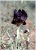 Die Schwarze nIris ist Jordaniens Nationalblume. Sie blht nur 14 Tage im Jahr.