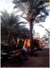 Wir bernachteten im Garten des Hotels "Aqaba" in Aqab.