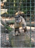 Tierpark: Gehaubter Kapuzineraffe (Cebus apella)