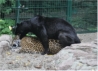 Tierpark: Jaguar