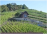 Weinbau dominiert Wirtschaft und Ortsbild in Freyburg.