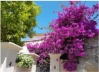 Bougainvilla